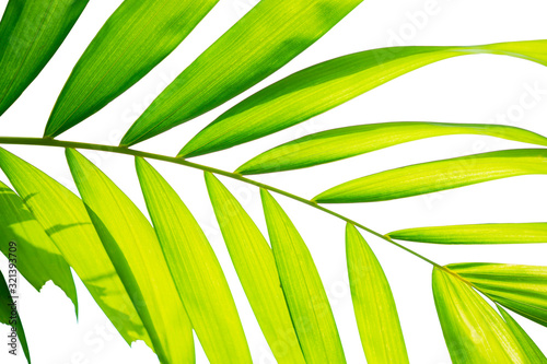 Yellow green color pinnately biology leaf of Macarthurs palm tree isolated on white background  die cut with clipping path