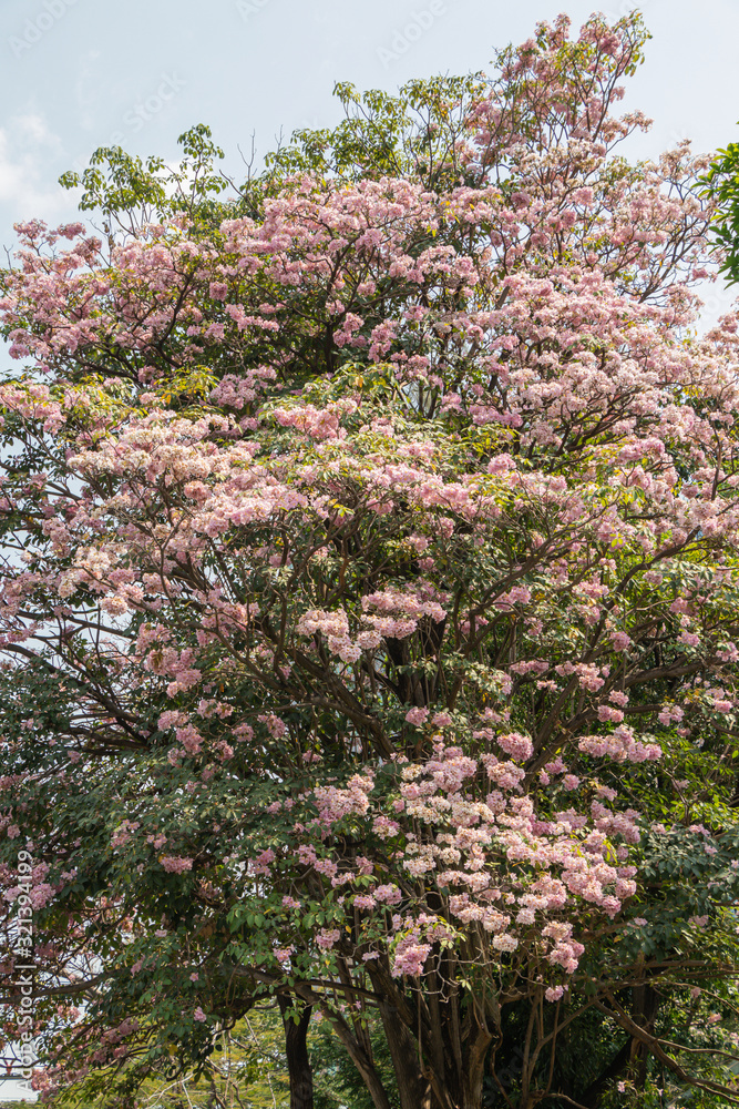 Selective focus beautiful Tabebuia Rosea flower blooming in a garden.Also called Pink Poui,Pink Tecoma and Rosy Trumpet tree. Selective focus beautiful Tabebuia Rosea flower blooming in a garden.Also called Pink Poui,Pink Tecoma and Rosy Trumpet tree.