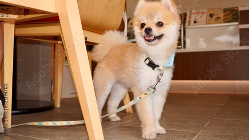 柴犬カットのポメラニアン