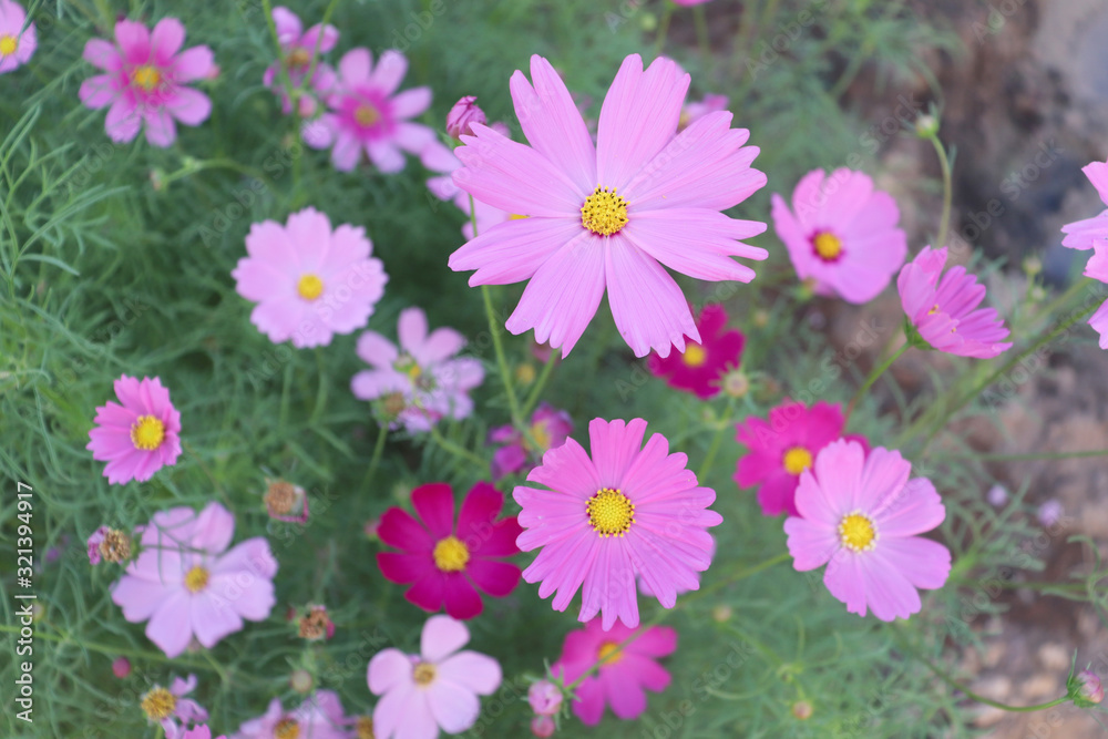 Bright flowers in the garden in the evening. Bright flowers in the garden in the evening.