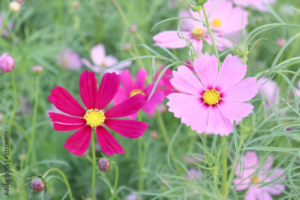 Bright flowers in the garden in the evening. Bright flowers in the garden in the evening.