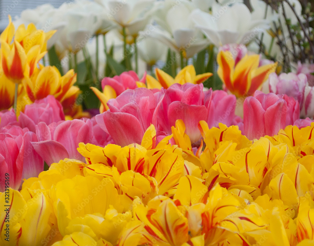 Fototapeta premium Spring flowers are the best gift for your loved ones