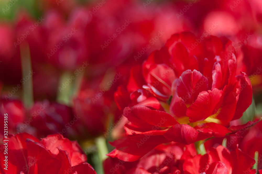 Spring flowers are the best gift for your loved ones Spring flowers are the best gift for your loved ones