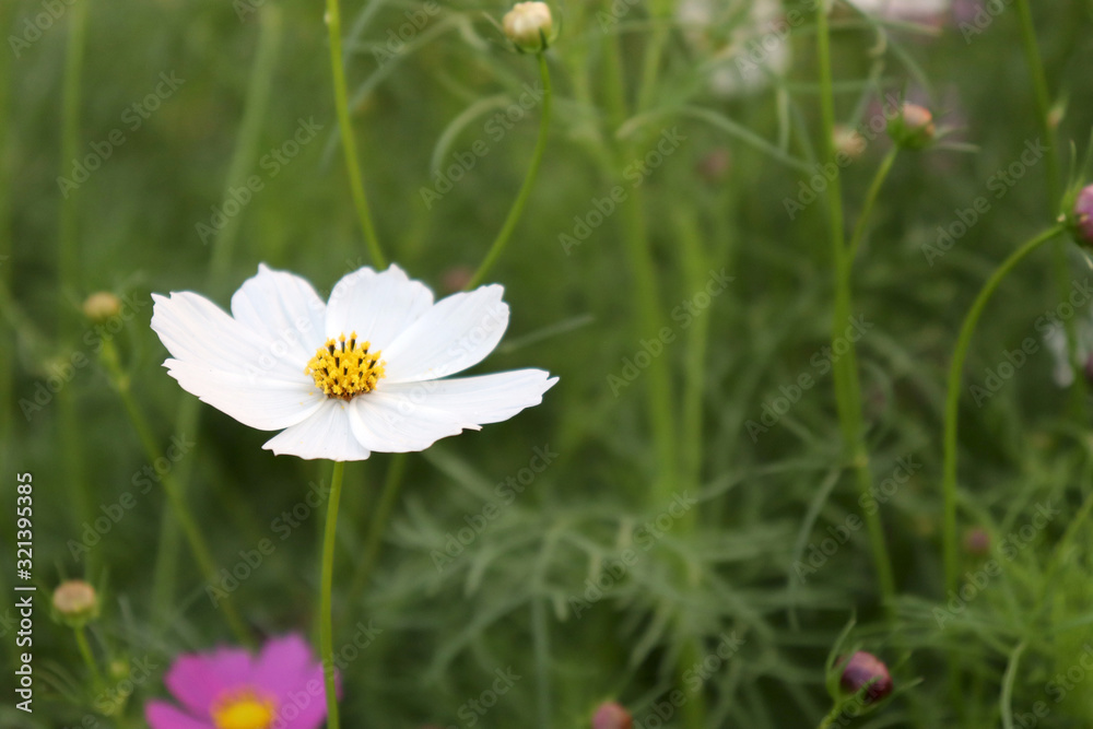 Bright flowers in the garden in the evening. Bright flowers in the garden in the evening.
