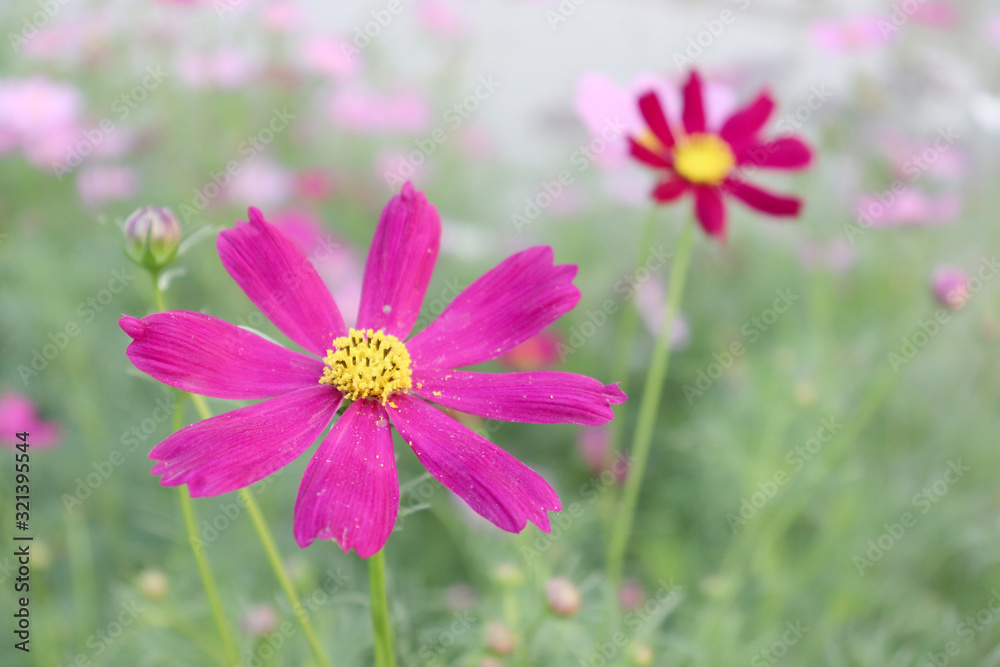Bright flowers in the garden in the evening. Bright flowers in the garden in the evening.