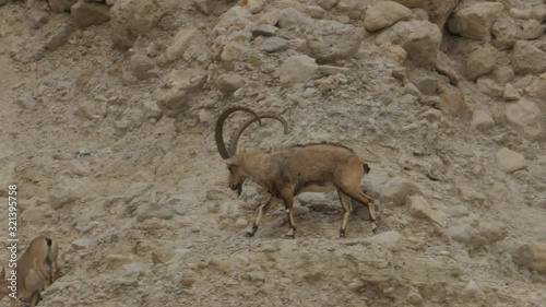 Adult Nubian ibex goat male on the trail photo