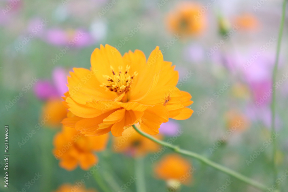 Bright flowers in the garden in the evening. Bright flowers in the garden in the evening.