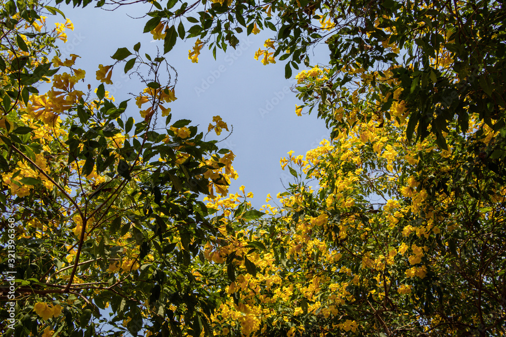 Blossoms of Yellow elder flower in a garden.Common names include Yellow Trumpetbush,Yellow bells,ginger-thomas(Tecoma stans).Selective focus beautiful yellow flower. Blossoms of Yellow elder flower in a garden.Common names include Yellow Trumpetbush,Yellow bells,ginger-thomas(Tecoma stans).Selective focus beautiful yellow flower.
