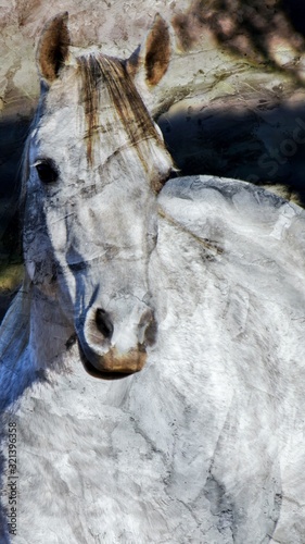 Close up of a beautiful grey Andalusian Horse