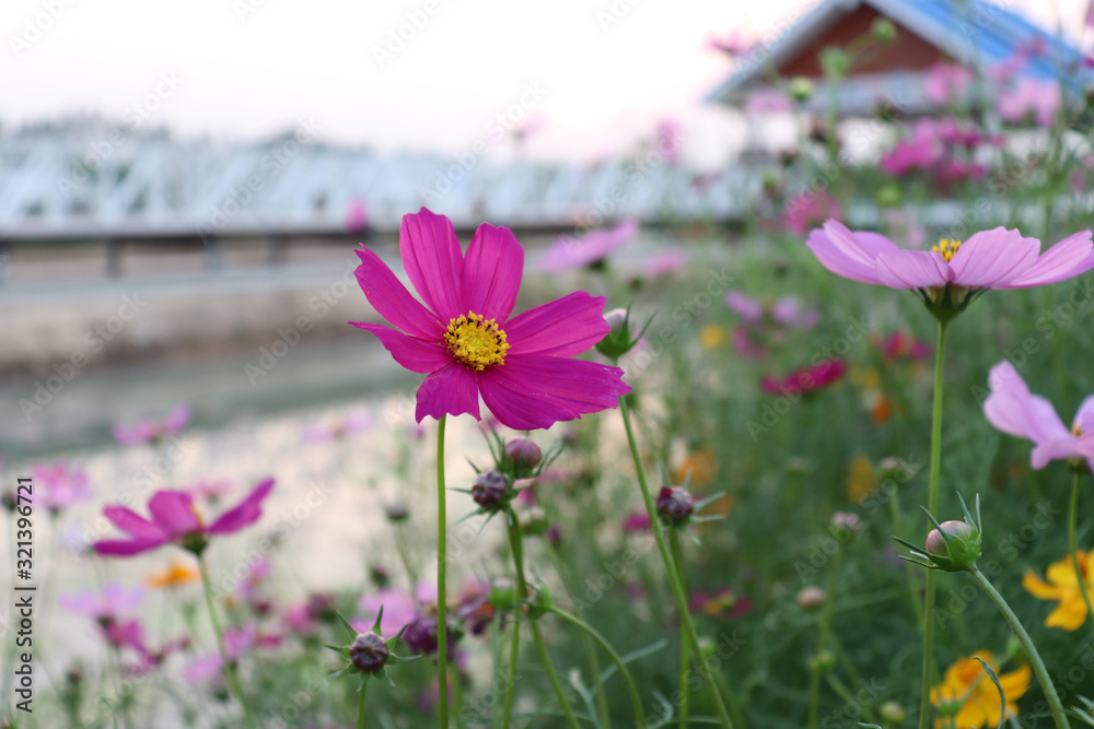 Bright flowers in the garden in the evening.