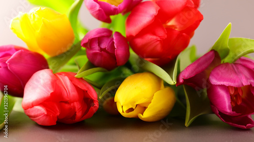 colorful tulip- spring flower and leaf