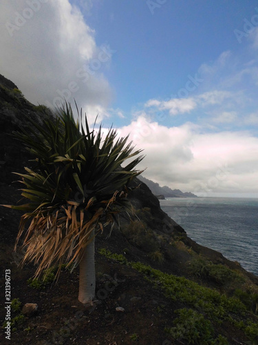 Dracaena tamaranae Succulent Plant in the Tamadaba National Park, Gran Canaria photo