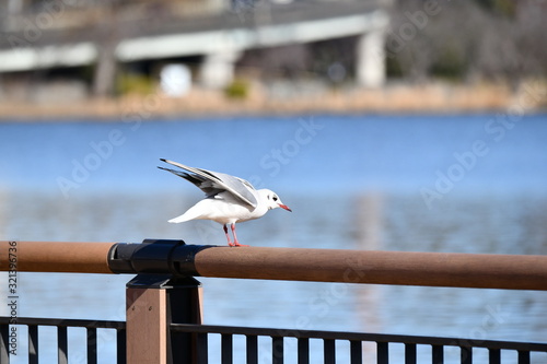 千波湖のゆりかもめ