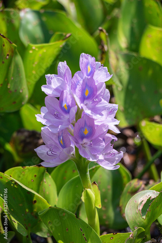 Selective focus purple Water hyacinth flower in green background.(Eichhornia crassipes)