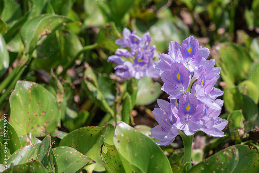Selective focus purple Water hyacinth flower in green background.(Eichhornia crassipes) Selective focus purple Water hyacinth flower in green background.(Eichhornia crassipes)