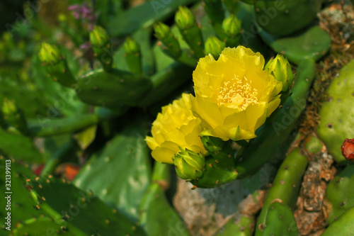 ウチワサボテンの花