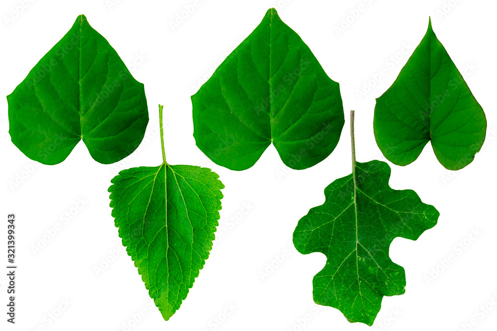 Leaves in the garden on white background. Debris after being eaten by worms. The furrows on the leaves occur naturally. Leaves in the garden on white background. Debris after being eaten by worms. The furrows on the leaves occur naturally.