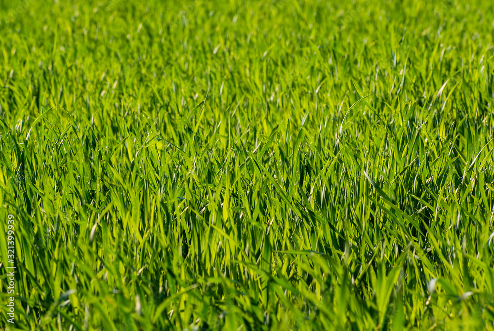 Agricultural industry. The germination of wheat. Agricultural industry. The germination of wheat.