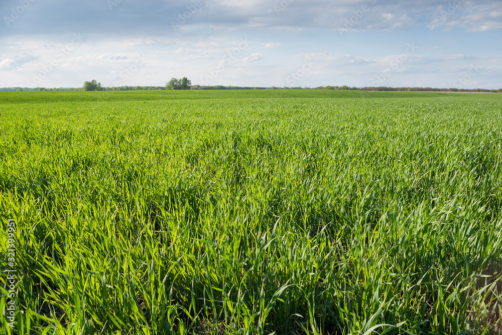 Agricultural industry. The germination of wheat. Agricultural industry. The germination of wheat.