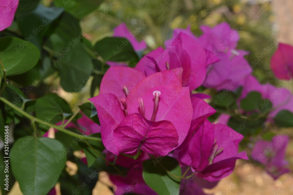 Bright bougainvillea flowers that grow in the garden. Bright bougainvillea flowers that grow in the garden.