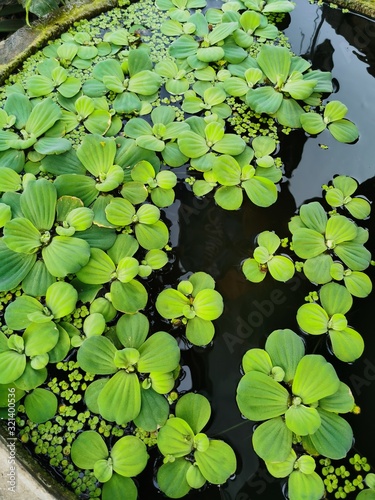 Natural textures of small green plants floating on the surface of a pond. 