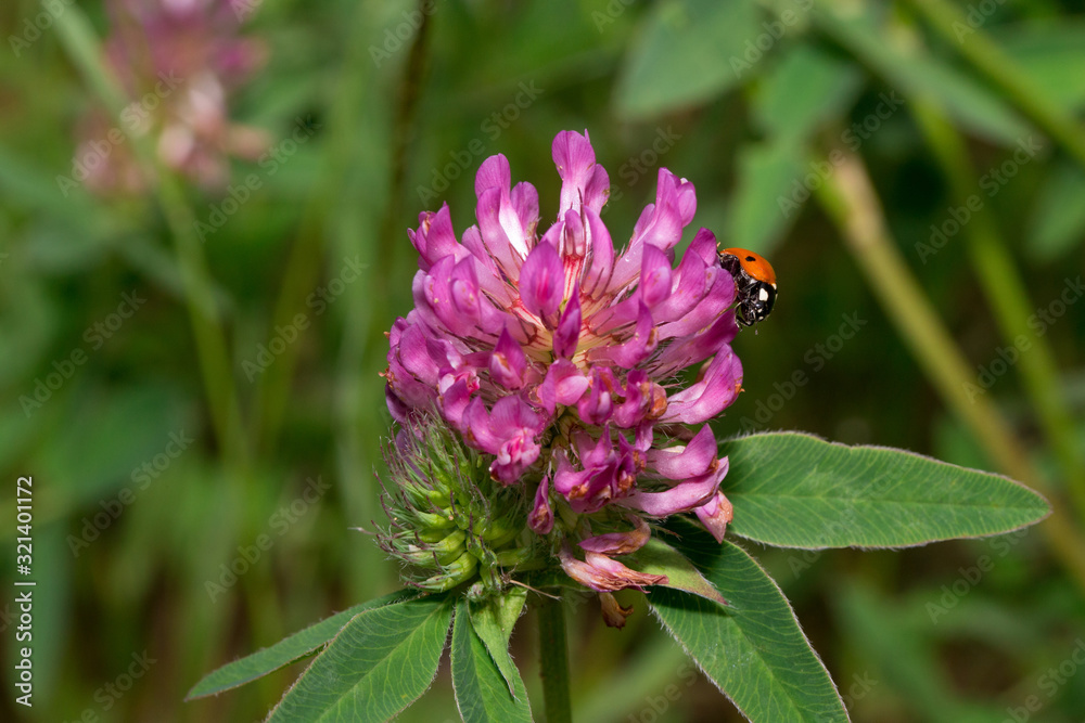 Beautiful ladybug is sitting on a clover flower. Beautiful ladybug is sitting on a clover flower.