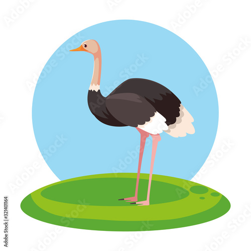 cute ostrich with background landscape photo