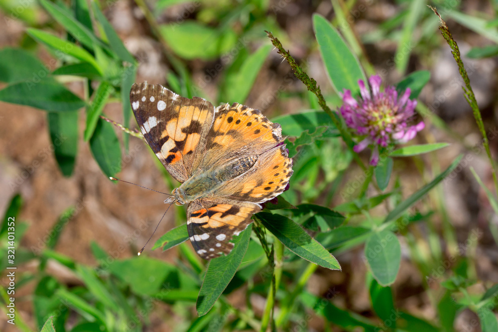 Beautiful vanessa cardui is sitting on a green meadow. Beautiful vanessa cardui is sitting on a green meadow.