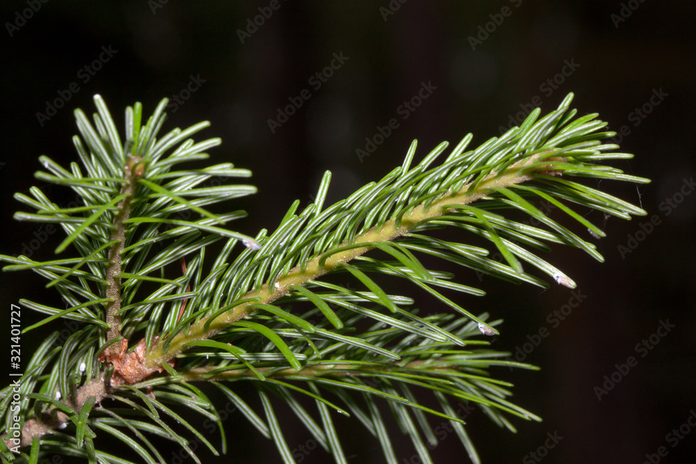 Fresh green sprig of young pine close up.