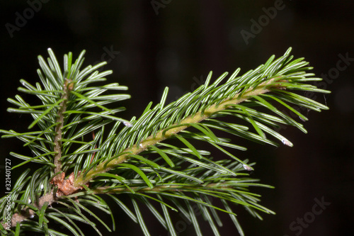 Fresh green sprig of young pine close up.