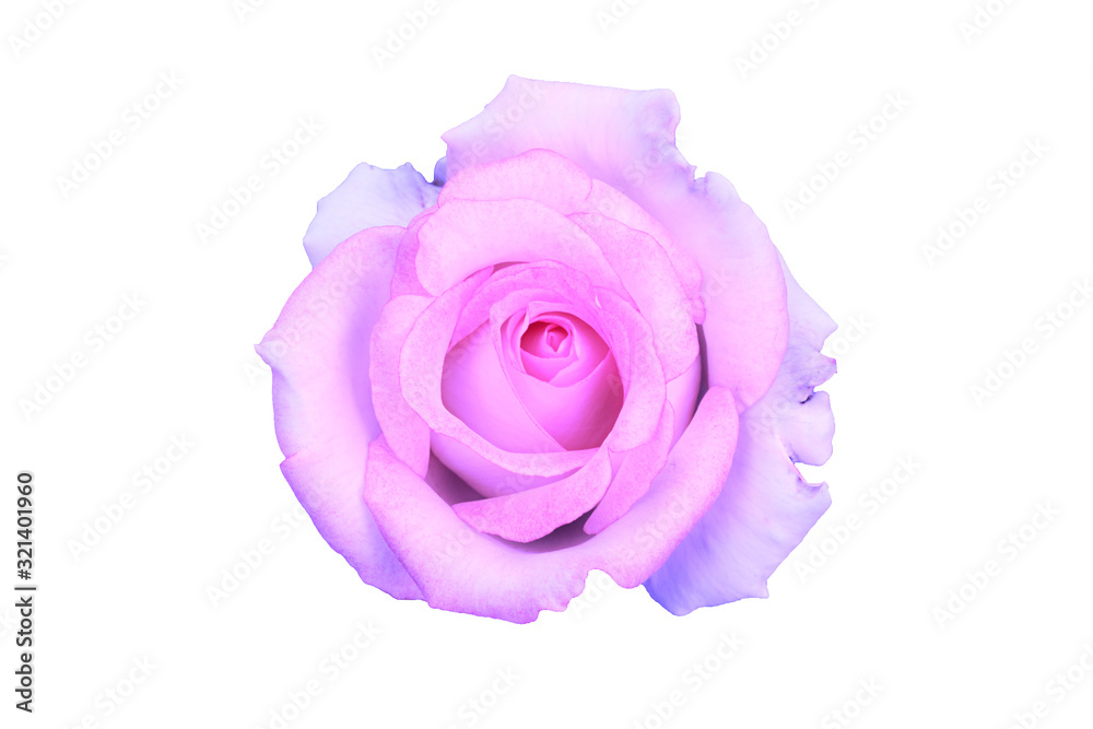 purple rose on white background.