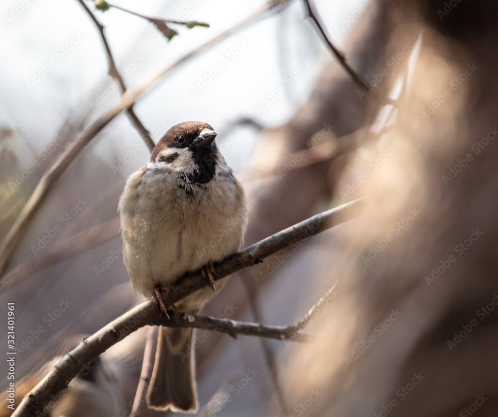 Sparrow on a branch in the spring Sparrow on a branch in the spring