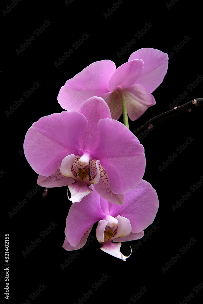 Naklejka premium A close-up. An orchid flower on a black background.