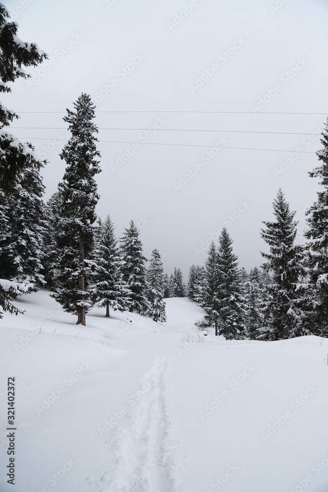 wintertime landscape photos and snowy pine trees.artvin/turkey wintertime landscape photos and snowy pine trees.artvin/turkey
