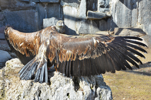 Big Vulture bald. Drying the wings