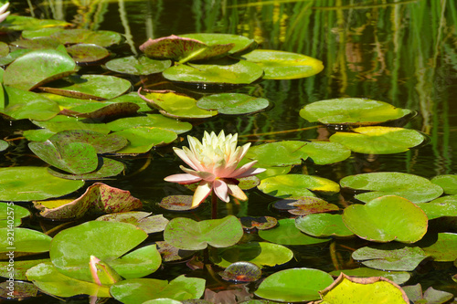 Blooming Lotus on the pond