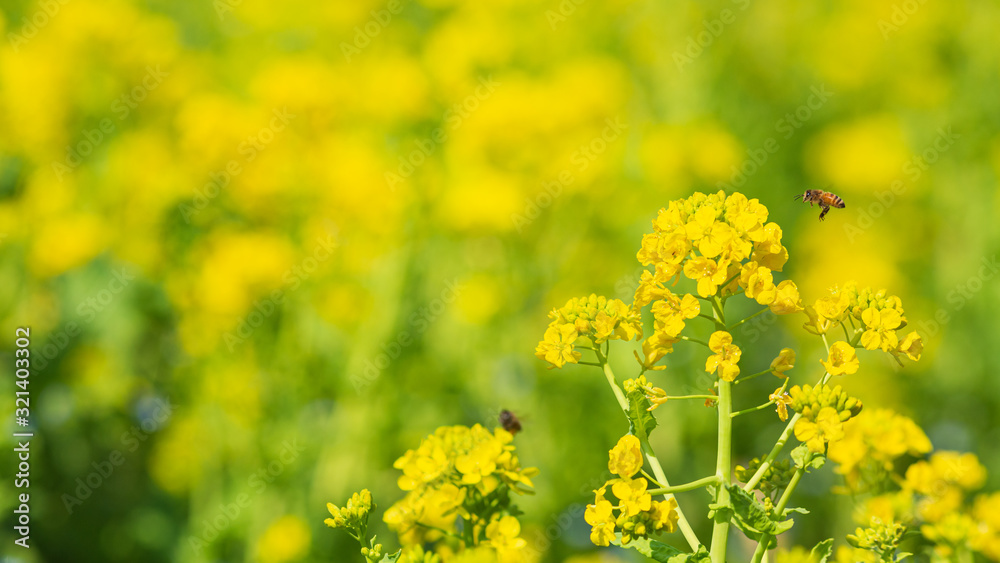Fototapeta premium 菜の花の蜜に誘われる蜜蜂