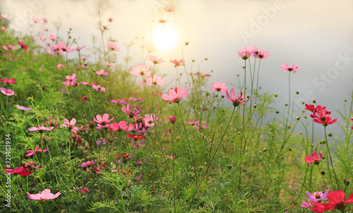 Beautiful cosmos flower blooming in the summer garden field with rays of sunlight in nature. © zilvergolf