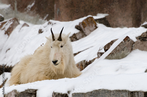  mountain goat in snow