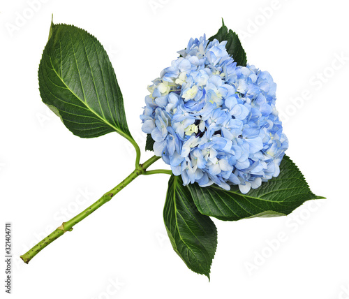 Blue hydrangea flower