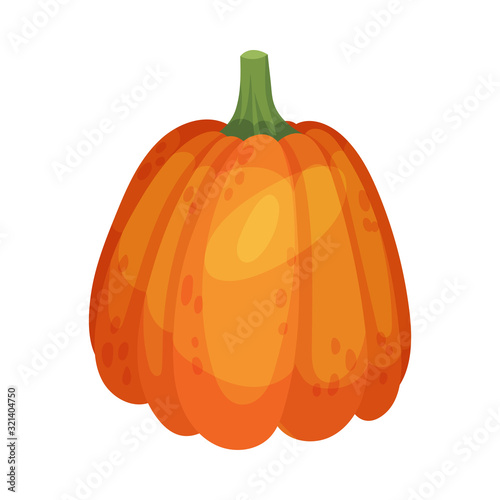 Pumpkin Orange Vegetable Isolated on White Background Vector Illustration