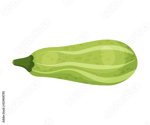 Green Squash Isolated on White Background Vector Illustration