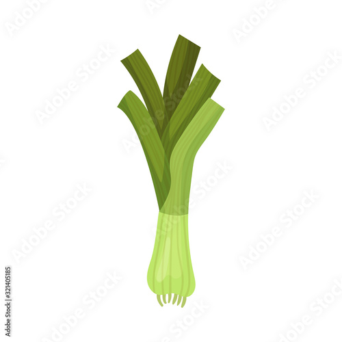 Leek Vegetable Isolated on White Background Vector Illustration