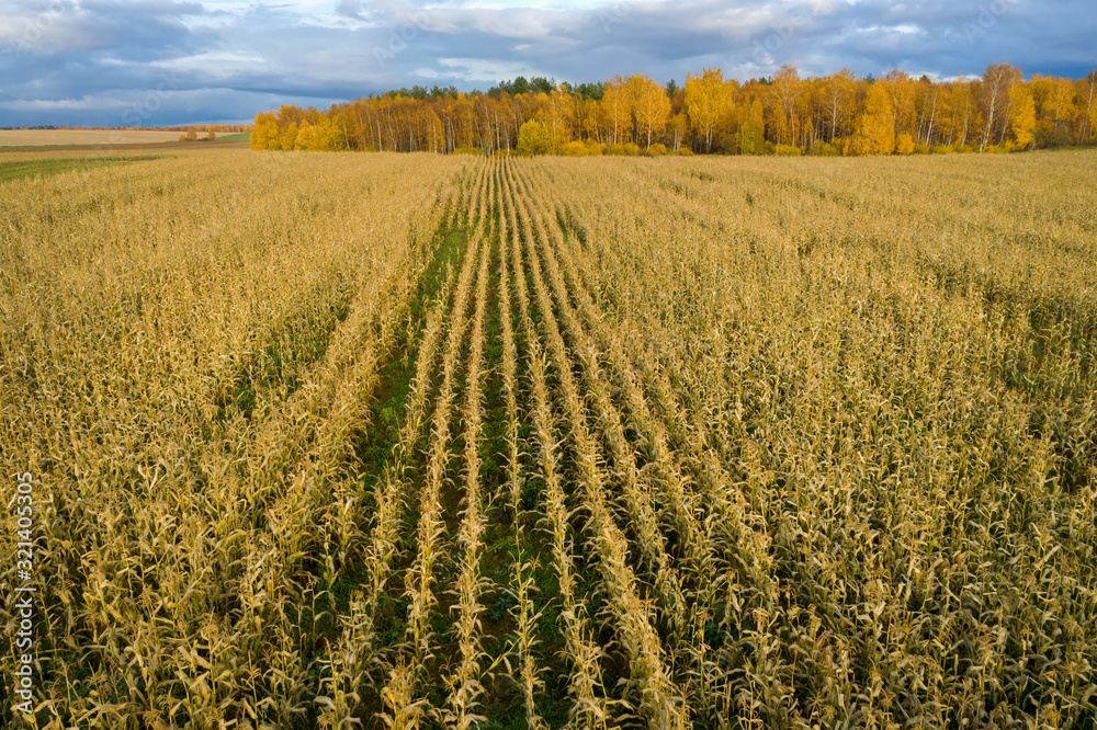 Aerial View Of An Agricultural Field With Corn In Autumn Evening Aerial View Of An Agricultural Field With Corn In Autumn Evening