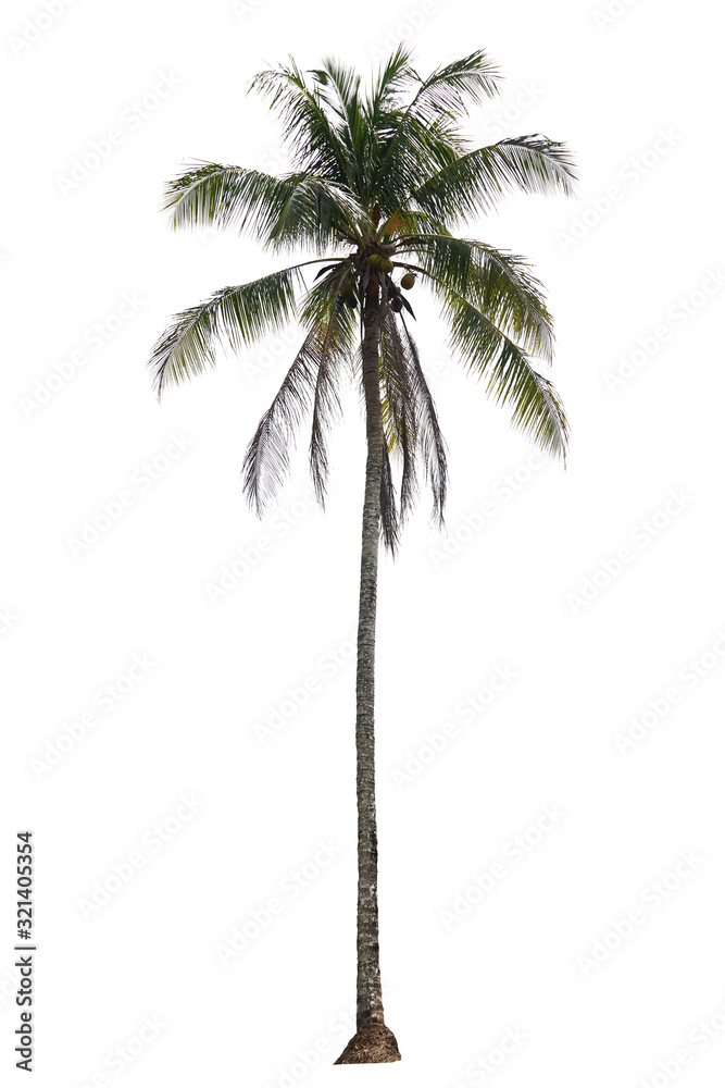 Fototapeta premium coconut palm tree isolated on white background with clipping path