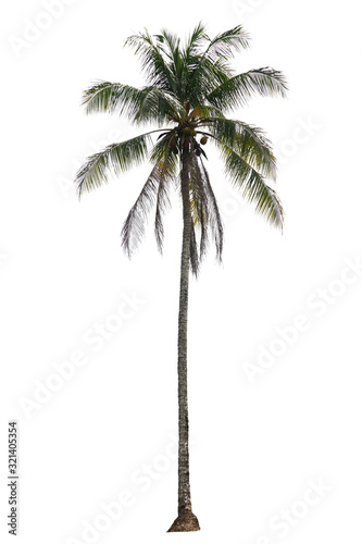 coconut palm tree isolated on white background with clipping path