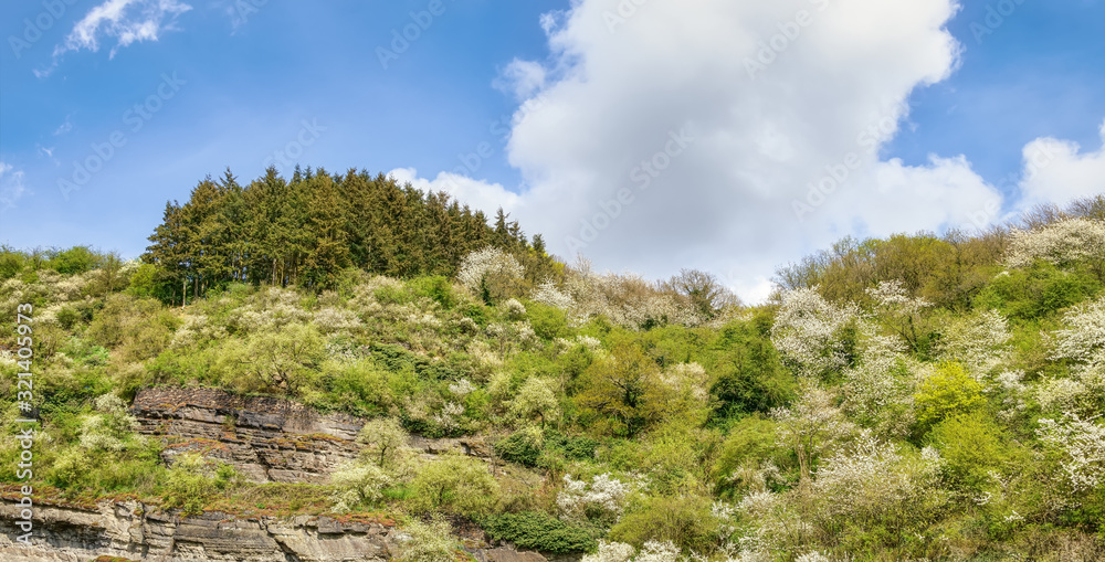 Plant and tree species diversity with white flowering bushes and trees on a sedimentary rocky hill in spring, Stuxberg, Unkel, Rhine-Westerwald Nature Park, Germany Plant and tree species diversity with white flowering bushes and trees on a sedimentary rocky hill in spring, Stuxberg, Unkel, Rhine-Westerwald Nature Park, Germany