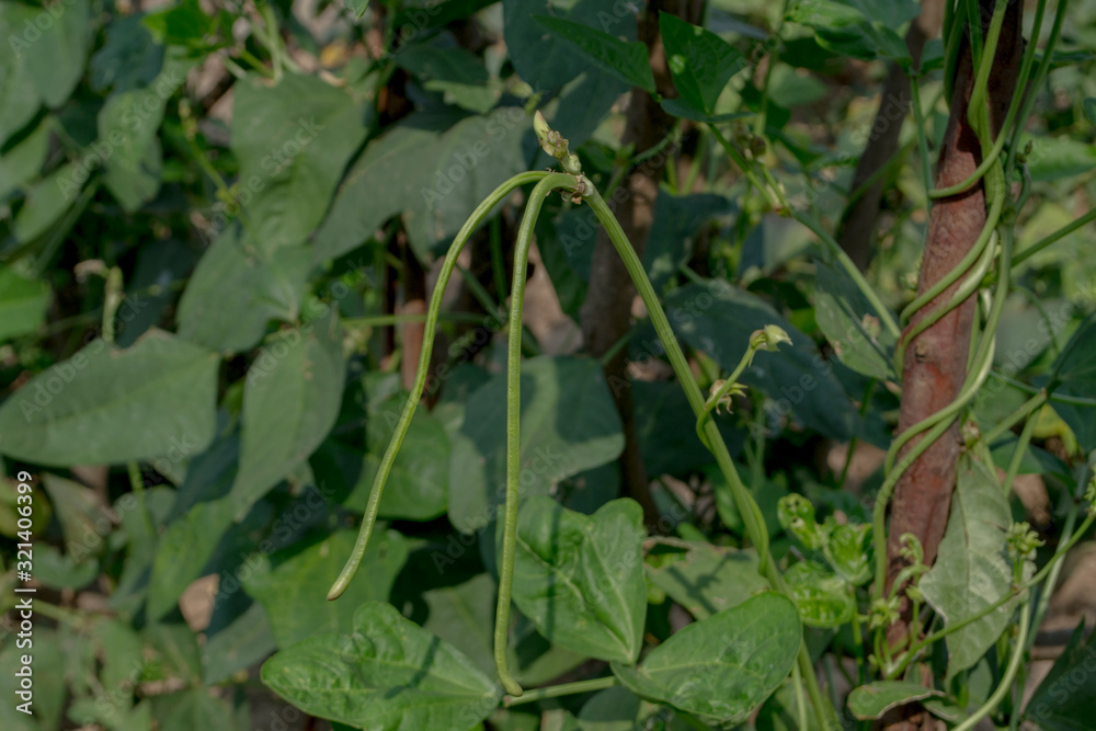 Organic yardlong bean plants are growing in the fields. Organic yardlong bean plants are growing in the fields.