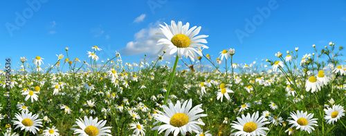 Marguerite daisies on meadow with blue sky at the background. Spring flower. © vencav