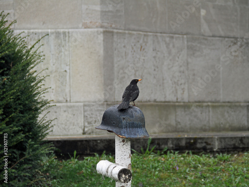Friedhofs-Amsel photo